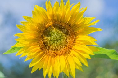 ayçiçeği parlak güneşli bir gün çiçek