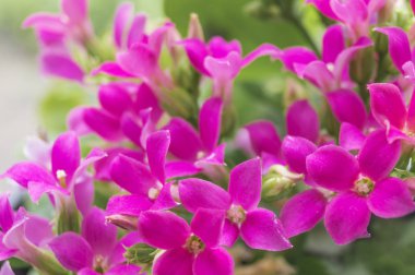 Güzel çiçek arka plan için tebrik kartı