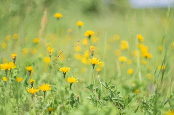 Erba verde e fiori gialli nella natura, prato di fiori, primavera paesaggio floreale — Foto Stock