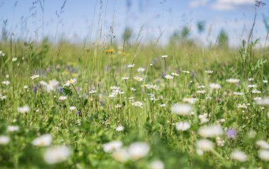 Doğada, çayır çiçek, yeşil çim ve papatya çiçekler çiçek peyzaj bahar
