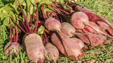 Taze yeşil çimenlerin üzerinde bir yığın hasat organik pancar hasat.