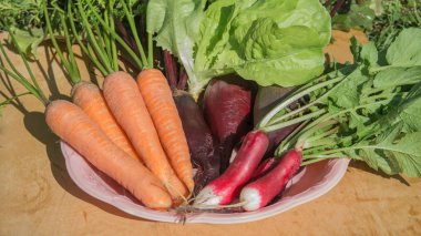 Taze organik havuç, salata, turp, pancar ahşap arka plan üzerinde plaka yeşil yaprakları ile.