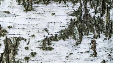 Doku, arka plan, huş ağacı, portre