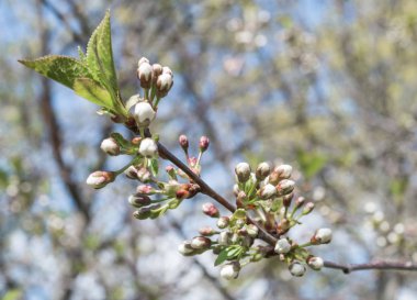 Bahar kiraz dallar beyaz çiçek çiçeklenme