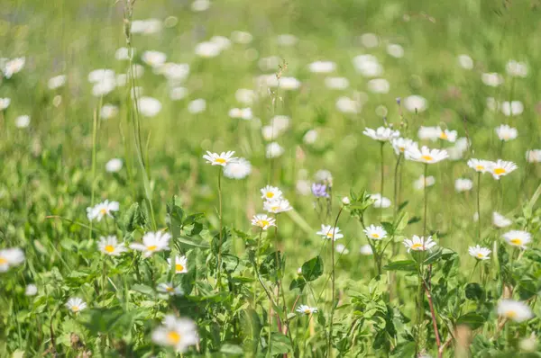 Erba verde e fiori di camomilla nella natura, prato di fiori, paesaggio floreale primaverile — Foto Stock