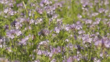 Arılar Phacelia çiçeklerden nektarı toplamak / bal arısı ve yabani arı Phacelia üzerinde besleme uçup. Phacelia bal arıları ve öldürücüler gibi polinatörler çekiyor.