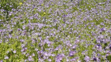 Arılar Phacelia çiçeklerden nektarı toplamak / bal arısı ve yabani arı Phacelia üzerinde besleme uçup. Phacelia bal arıları ve öldürücüler gibi polinatörler çekiyor.