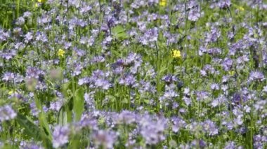 Arılar Phacelia çiçeklerden nektarı toplamak / bal arısı ve yabani arı Phacelia üzerinde besleme uçup. Phacelia bal arıları ve öldürücüler gibi polinatörler çekiyor.