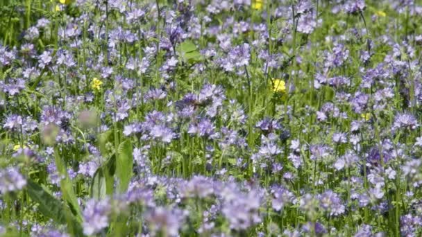 蜜蜂收集花蜜的 Phacelia 蜂蜜蜜蜂和野生蜜蜂喂养 Phacelia Phacelia 吸引传粉者 如蜜蜂和其他有益昆虫 — 图库视频影像