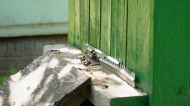 Arılar bir yeşil açılış kurullarına uçan ile Hives bir arı kovanı Bahçe / aktif hareket arıların kovanı girişine yakın. Arıların nektar ve polen için fly
