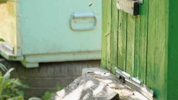 Hives Een Bijenteelt Met Bijen Vliegen Naar Planken Van Landing — Stockvideo