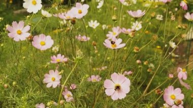 Nektar toplama ve bahçede çiçek pollinating Bombus arı / nektar toplama ve Tozlaşmayı Bombus arı çiçekler bir yaz günü, video
