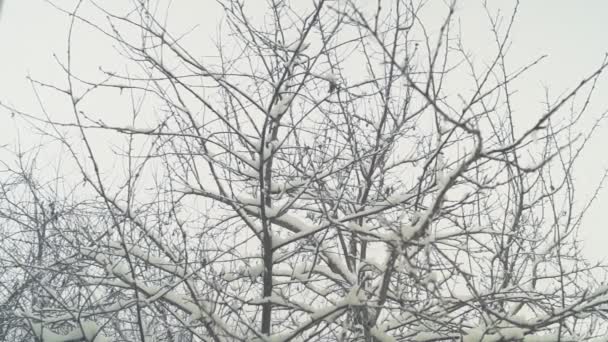 窗外的树上落下的雪 落在树上 蓬松的 雪白的 灰色的冬日 从冬日花园的窗户看风景 — 图库视频影像