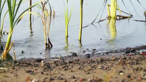 Superficie Del Agua Río Entre Las Cañas Orilla Arenosa Día — Vídeos de Stock