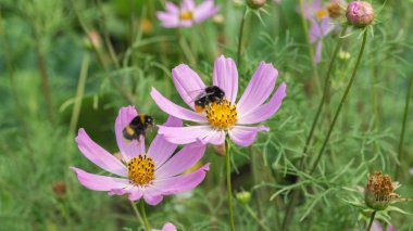 İki yeşil bir arka plan üzerinde mor çiçekler üzerinde yaban arısı