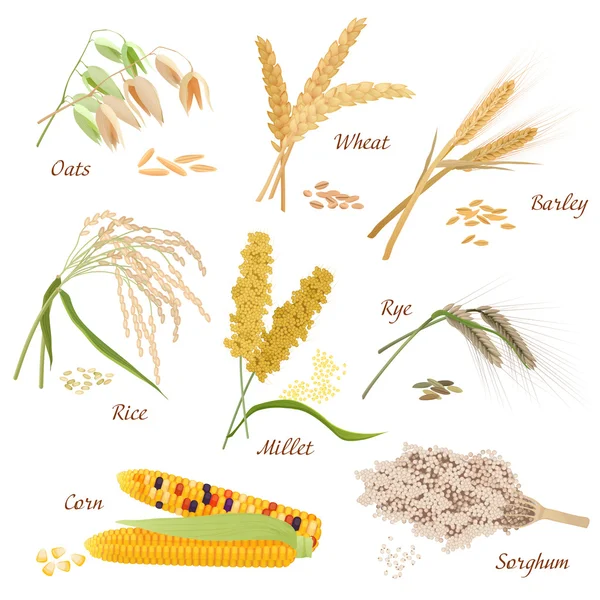 Ikony ilustracje wektorowe zboż. Owsa pszenicy jęczmień żyto proso ryż sorgo kukurydzy zestaw. — Wektor stockowy