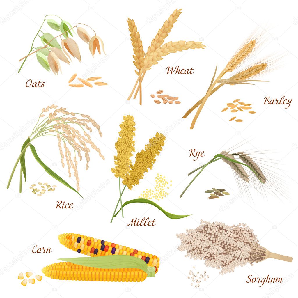 Cereal Plants vector icons illustrations. Oats wheat barley rye millet rice sorghum corn set.