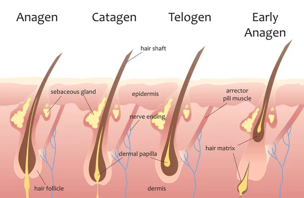 Ciclo de crescimento do cabelo da cabeça humana. Catágeno biológico, fases telogénicas. Infográficos capilares . —  Vetores de Stock