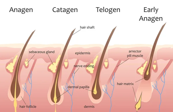 Human head hair growth cycle. Biological catagen, telogen phases. Hair infographics. — Stock Vector