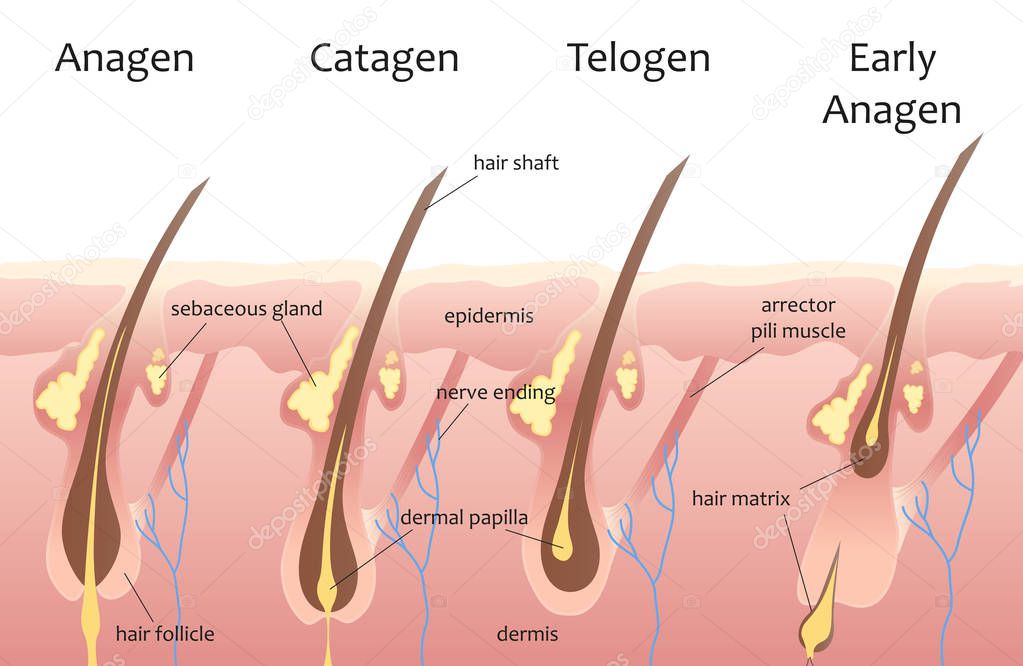 Human head hair growth cycle. Biological catagen, telogen phases. Hair infographics.