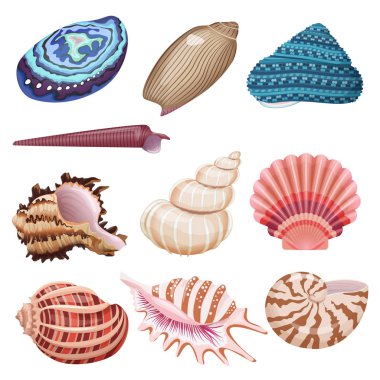 Vektör deniz kabuklarını set.