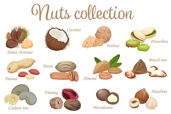 Vektorové kolekce mix různých typů ořechů — Stockový vektor