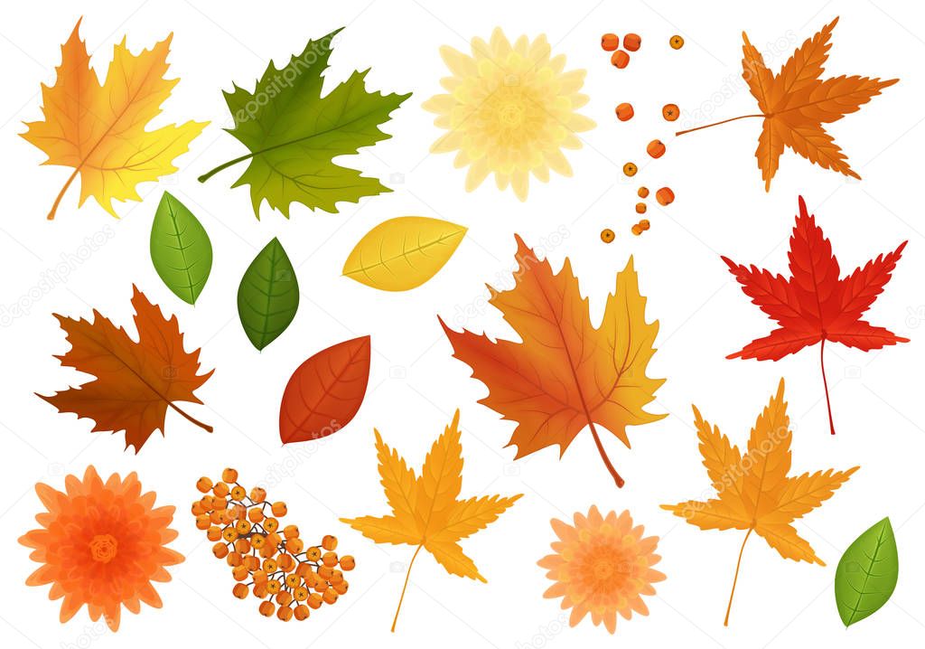 Big set of realistic vector leaves and flowers from different kind of trees isolated.