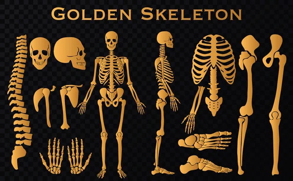 Złoty luksus ludzkich kości szkielet sylwetka zestaw kolekcja. Szczegółowe wektor ilustracja. — Wektor stockowy