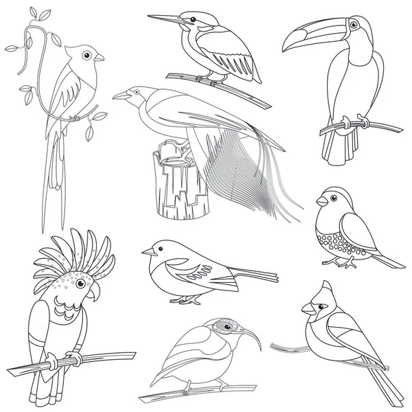 Conjunto de vector contorno línea carrera tropical exótico aves conjunto . — Archivo Imágenes Vectoriales
