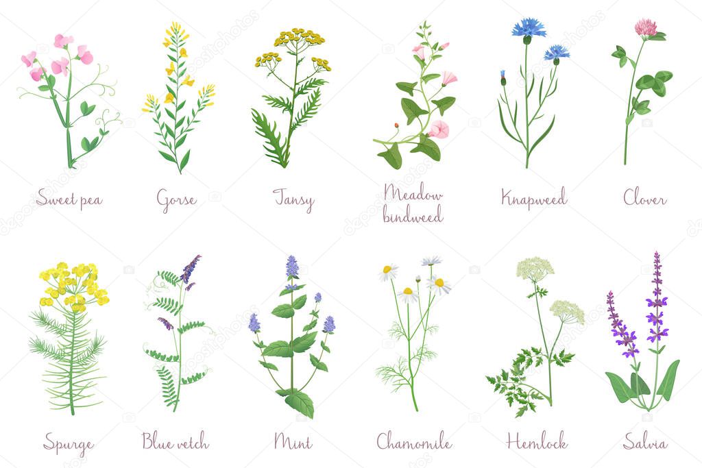 Wild herbs set with names isolated. Wildflowers, herbs, leafs. Garden and wild foliage, flowers, branches vector illustration.