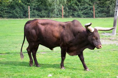 Watusi cattle - Africa clipart
