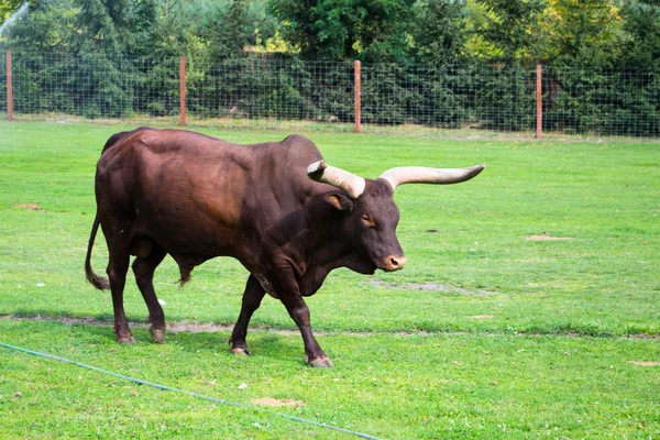 Watusi cattle - Africa — Stock Photo, Image