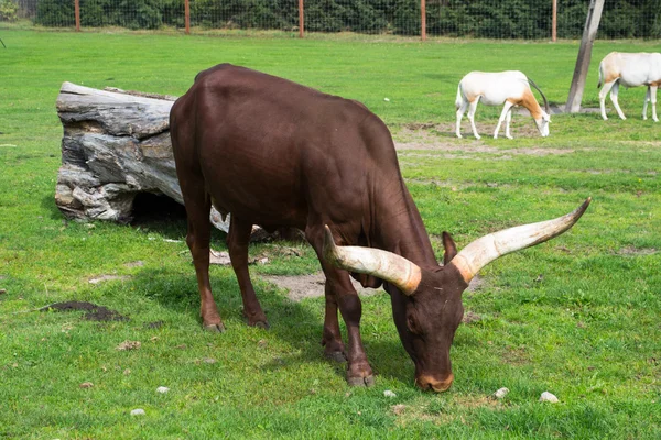 Watusi βοοειδή - Αφρική — Φωτογραφία Αρχείου