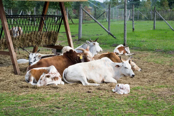 Cüce Zebu sığır