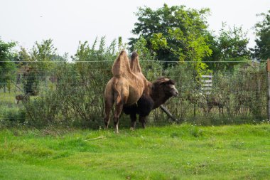 Lama - beyaz ve kabarık