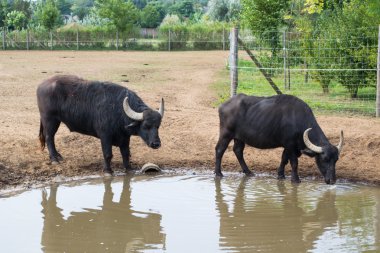 Siyah wildebeest - Connochaetes gnou