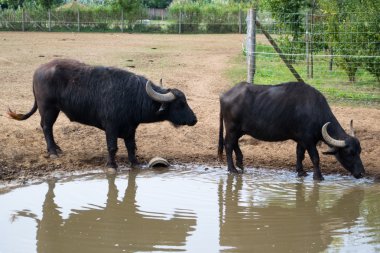 Siyah wildebeest - Connochaetes gnou
