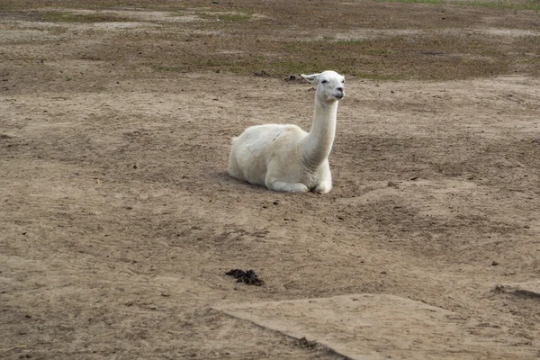 Lama - white and fluffy — Stock Photo, Image