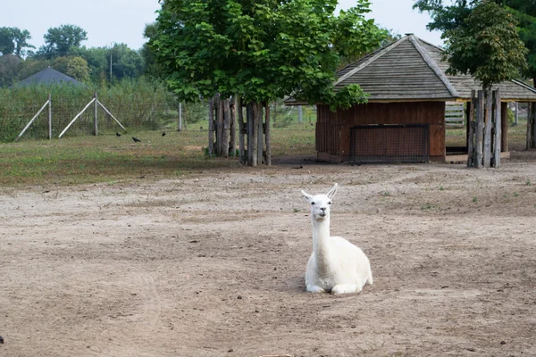 Lama - blanco y esponjoso — Foto de Stock