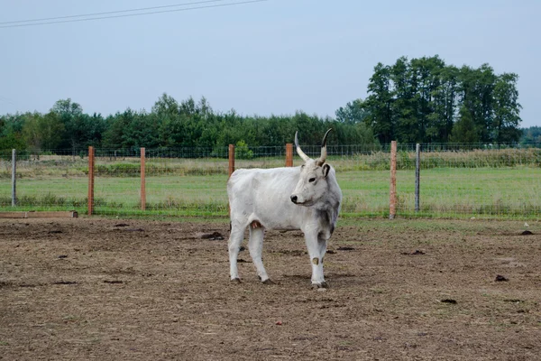 Степной скот Венгрии — стоковое фото