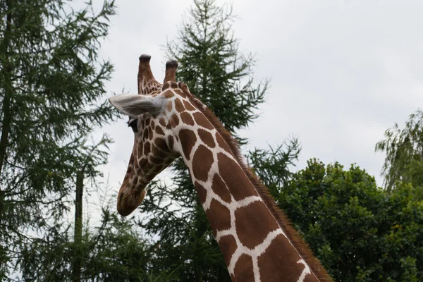 Girafe réticulée - Afrique — Photo