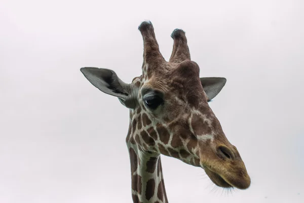Girafe réticulée - Afrique — Photo