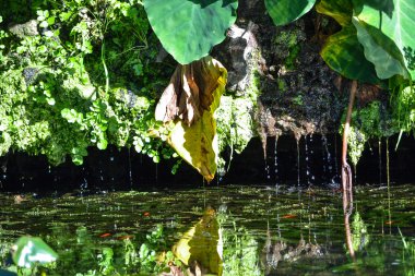 tropik bitkiler ile Park