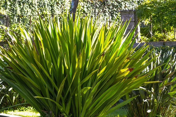 熱帯植物公園 — ストック写真