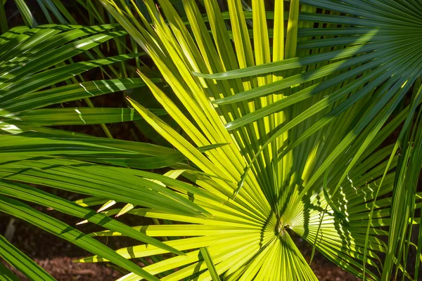 熱帯植物公園 — ストック写真