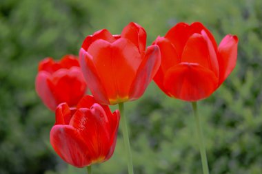 Arka plan bulanık karşı kırmızı lale.