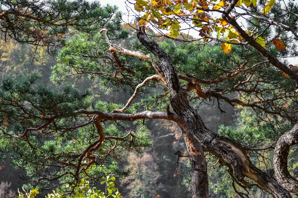 Bent Pine branches — Stock Photo, Image