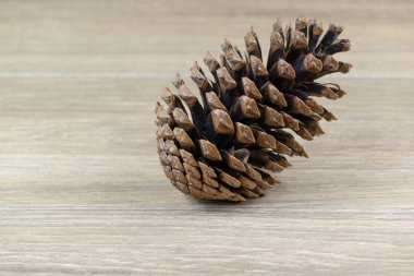 Çam kozalağı - olgun meyve