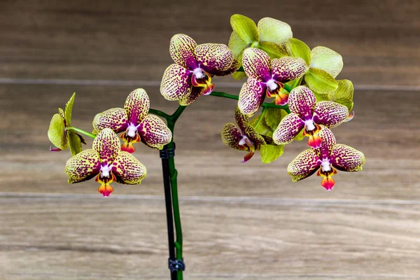 Orquídea - flor de close-up . — Fotografia de Stock