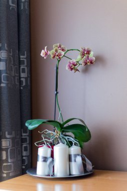 bir tencerede orkide